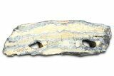 Mammoth Molar Slice With Case - South Carolina #377758-1